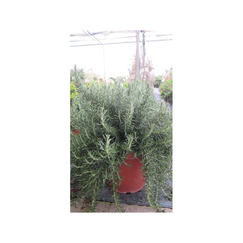 Rosmarino prostrato vaso 25 | Laserrafiorita.it