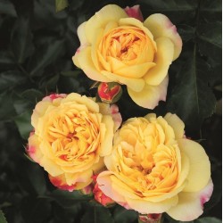 Rosa Lampion