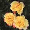 Rosa Lampion