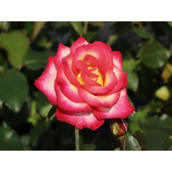 Rosa Leo Ferre