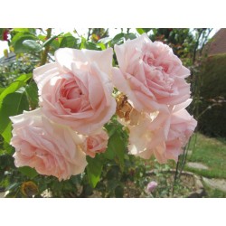 Rosa Kordes Costance Mozart