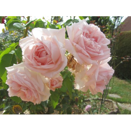 Rosa Kordes Costance Mozart