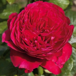 Rosa Meilland 'Alain Souchon'