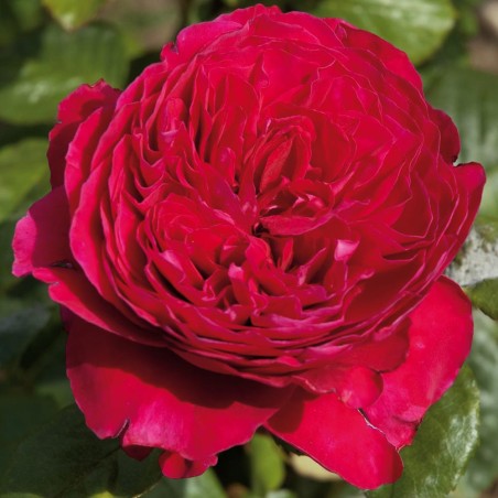 Rosa Meilland 'Alain Souchon'