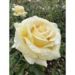 Rosa Nirp 'Aubade'