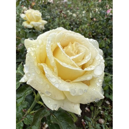 Rosa Nirp 'Aubade'