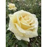 Rosa Nirp 'Aubade'