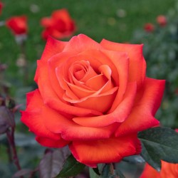Rosa Barni Wildfire