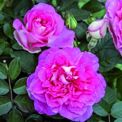 Rosa Borneo odore
