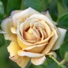 Rosa Honey Dijon