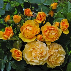 Rosa Julia Child