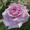 Rosa Tantau Pacific Blue