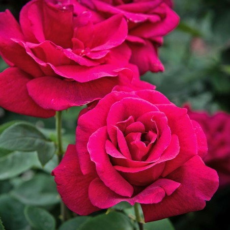 Rosa Ljuba Rizzoli