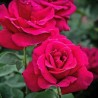 Rosa Ljuba Rizzoli