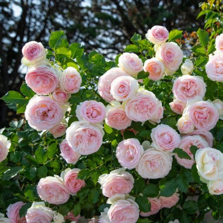 Rosa rampicante  Pierre de Ronsa rd -Meilland