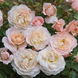 Rosa Merletto