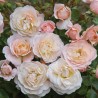 Rosa Merletto