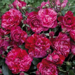 Rosa Per te