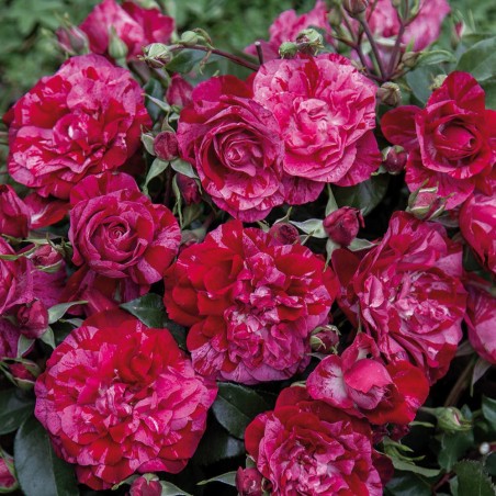 Rosa Per te