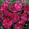 Rosa Per te