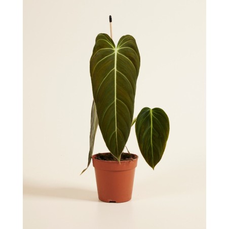 Philodendron Melanochrysum