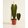 Philodendron Melanochrysum