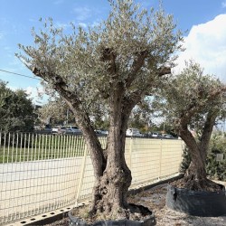 Olea europea-Ulivo Loydd