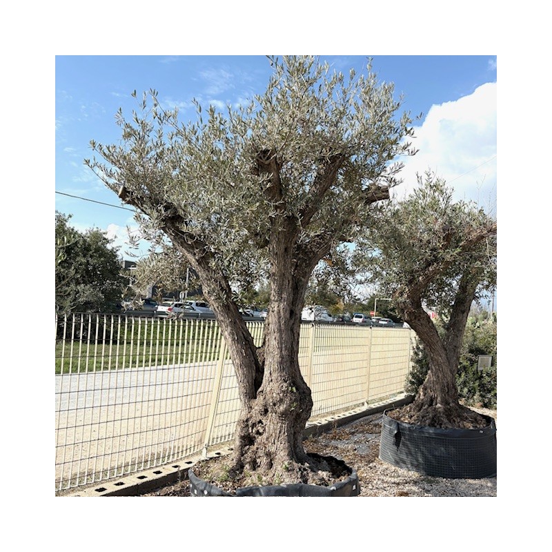 Olea europea-Ulivo Loydd