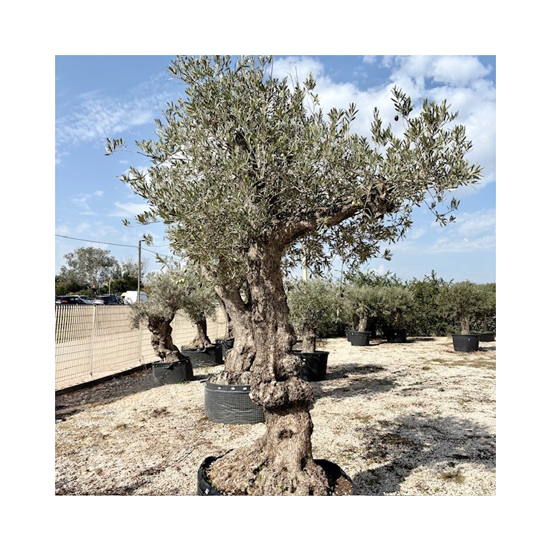 Olea europea-Ulivo Frederic