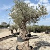 Olea europea-Ulivo Frederic