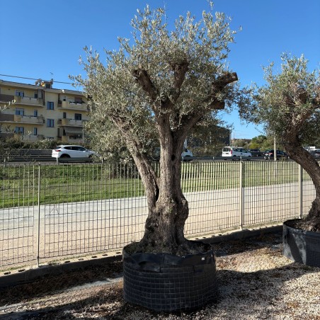 Olea europea-Ulivo Loydd