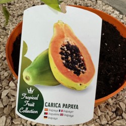 Papaya v22