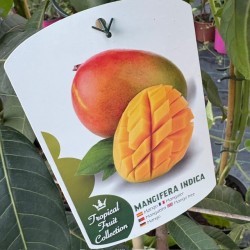 Mango-Mangifera indica v18