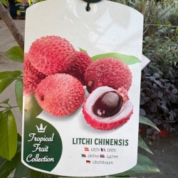 Litchi