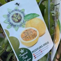 Passiflora-Maracuya