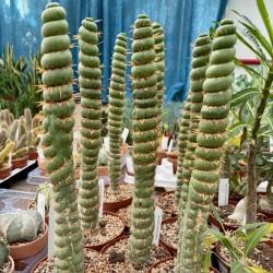 Eulychnia castanea spiralis v12