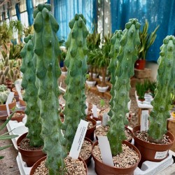 Myrtillocactus geometrizans fukurokuryuzinboku v12