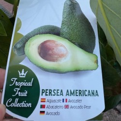 Persea americana-avocado degania