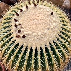 Echinocactus grusonii v50 esemplare