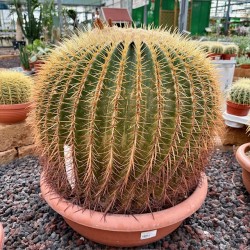 Echinocactus grusonii v50 esemplare