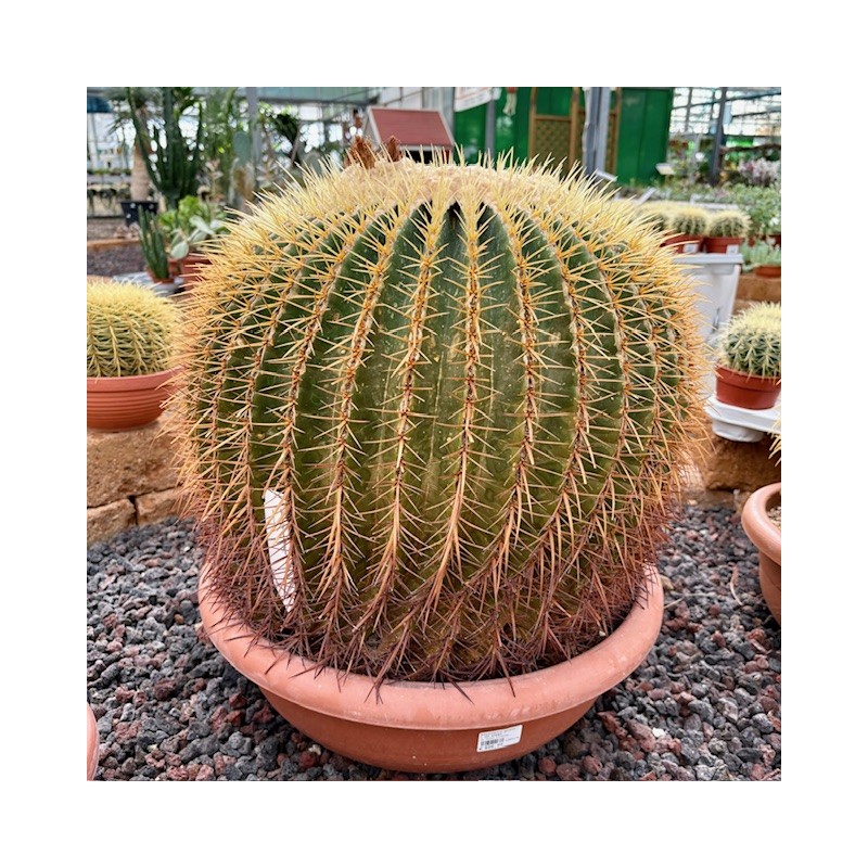 Echinocactus grusonii v50 esemplare
