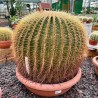 Echinocactus grusonii v50 esemplare
