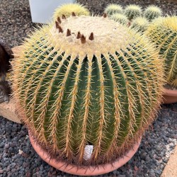 Echinocactus grusonii v50 esemplare