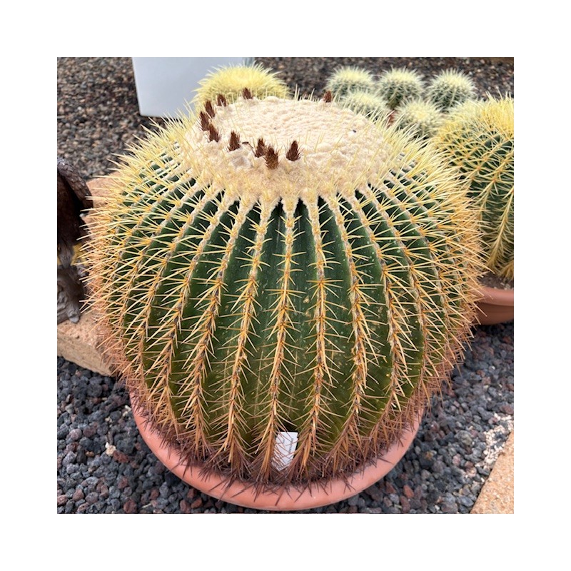 Echinocactus grusonii v50 esemplare