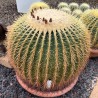 Echinocactus grusonii v50 esemplare