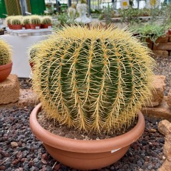 Echinocactus grusonii v40 esemplare