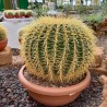 Echinocactus grusonii v40 esemplare