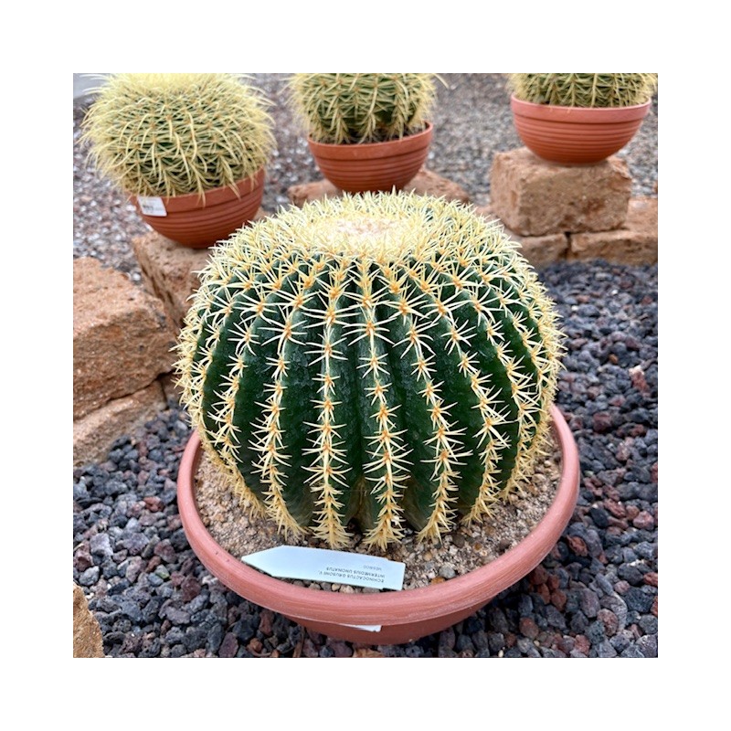 Echinocatus grusoni intermedius uncinatus v35