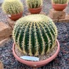 Echinocatus grusoni intermedius uncinatus v35