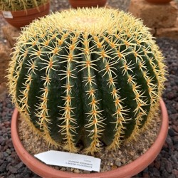 Echinocatus grusoni intermedius uncinatus v35